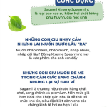 Bao Cao Su Hương Bạc Hà Sagami Xtreme Spearmint Mát Lạnh